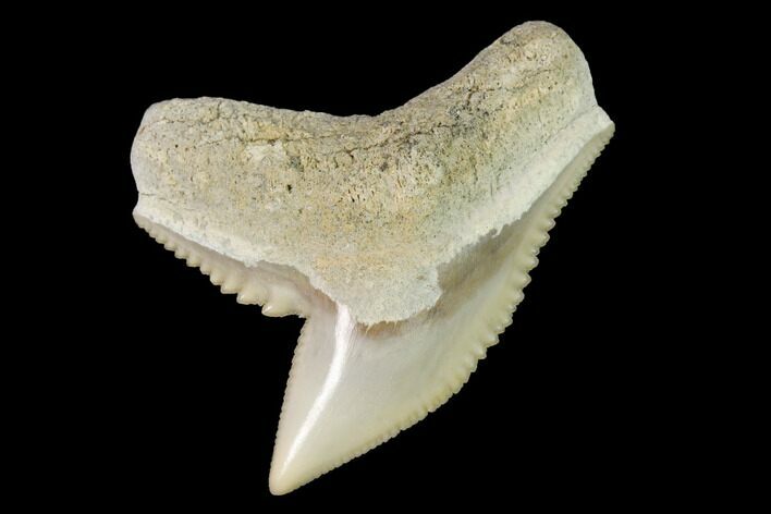 Fossil Tiger Shark (Galeocerdo) Tooth - Aurora, NC #143915